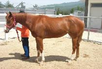 ������� (JANGSU NONGAE) ����