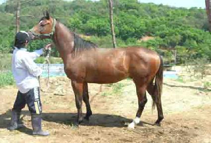 ������ ����