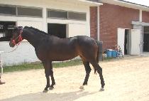 õ�߱⼼ (CHEONCHU GISE) ����