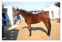 ����ô� (HUIMANGSIDAE) ����