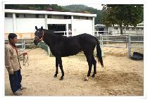 ��ո��� (DAEWANGMAMA) ����