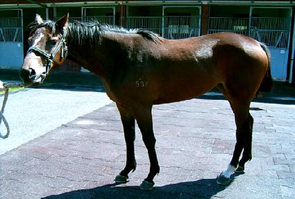 ������ ����