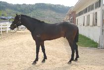 ���ϵ彺�ǵ� (WILD SPEED) ����