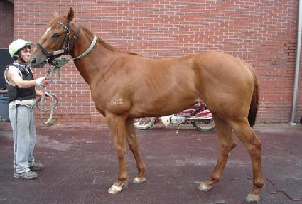 ������ƮƮ�� ����