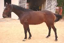 ������ (THE BOOTS) ����