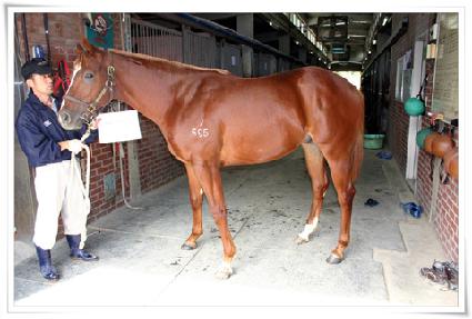 ���Ǽ����̺� ����