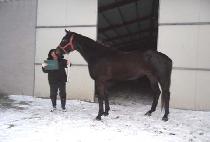 EMERGING SUN picture