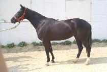 ���������� (BLACK OF TOP) ����