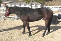 ī�������� (CARBONADO) ����