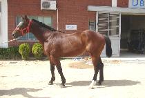 ���ǵ��Ŀ� (SPEED POWER) ����