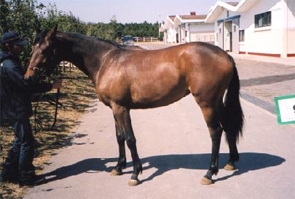 ����� ����