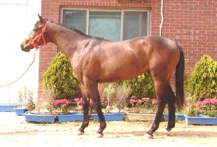 ���ﰭ�� ����