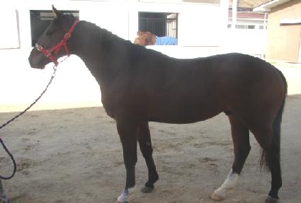 �̽�ƽ�� ����