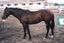 �������� (MARINE BOY) ����