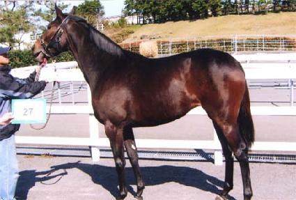 ������Į�� ����