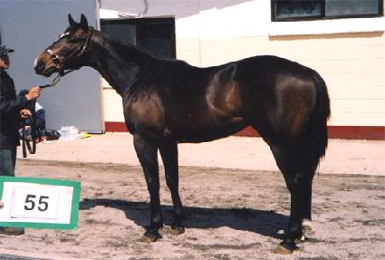 ����Ƽ������ ����