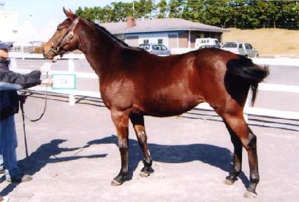 ������Ʈ ����