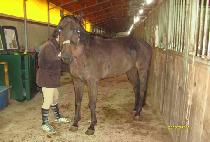 �۽��ȱ۷θ� (PACIFIC GLORY) ����