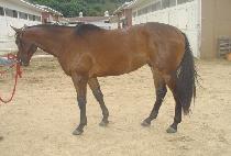 ����õ�� (SUBI CHEONSA) ����