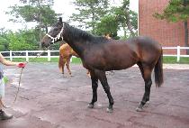 Ʈ������ (TROPICAL) ����