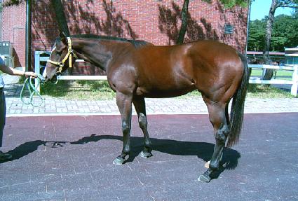 Ʈ���Ƚ� ����