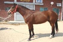 ���̳�è�� (FINAL CHAMP) ����