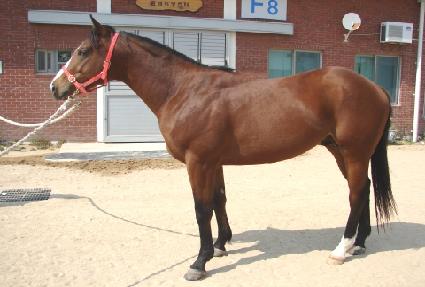 ���̳�è�� ����