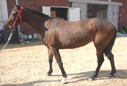 ��ų ����