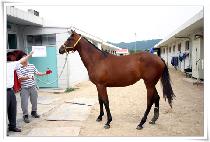 ����Ʈ�긮�� (GATE BRIDGE) ����