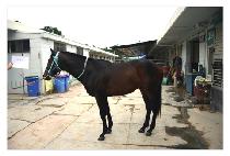 ���Ϲ�½ (JEIL BEONJJEOK) ����