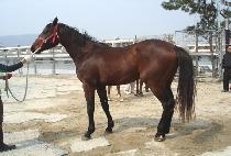 �����δ��� (HEADLINE NEWS) ����