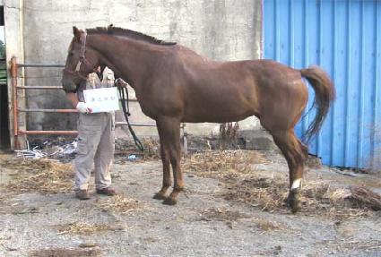 ������Ƽ ����