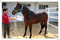 �����۶� (DESPERADO) ����