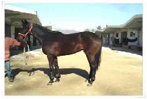 �������� (DEER HEMILTON) ����