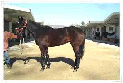 �������� ����