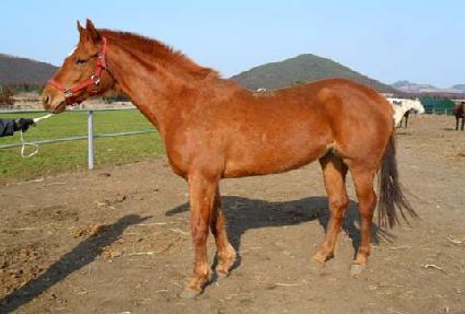 ������Ʈ���� ����