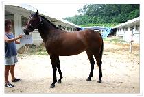 �����ŷ� (GALSAEK MAERYEOK) ����