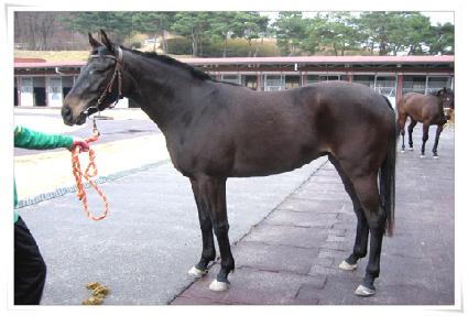 ��Ÿ�ø�� ����