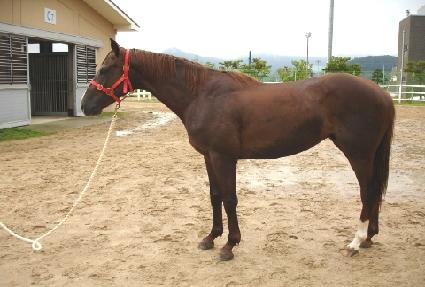 ��巯�� ����