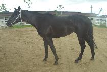 �ֶ� (SOLAR) ����