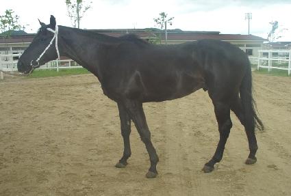 �ֶ� ����