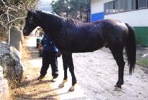 �ٰ��ٰ� (TTWIGOTTWIGO) ����