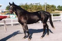 ���� (NAGWON) ����