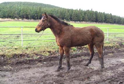 ��ǳ�����ܹ� ����