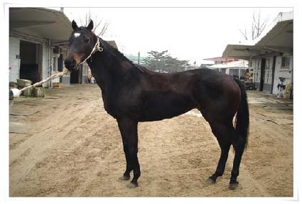 �����ħ ����