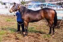 ������ (ARCANE) ����