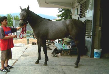 ����Ʈ���� ����