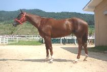 ��Ⱦ���� (JONGHOENG MUJIN) ����