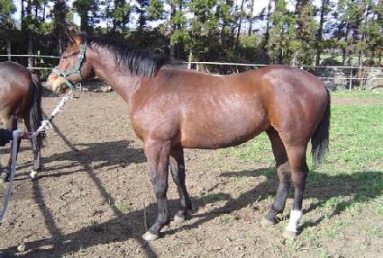 ������ ����