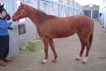 Ȳ�� (HWANGHU) ����